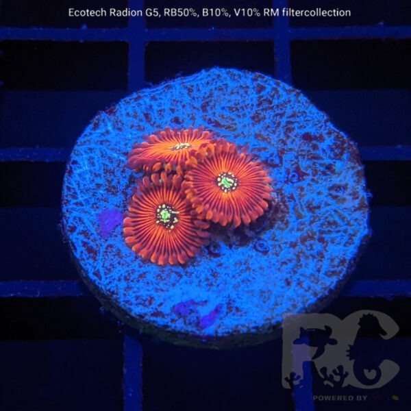 Magician zoa