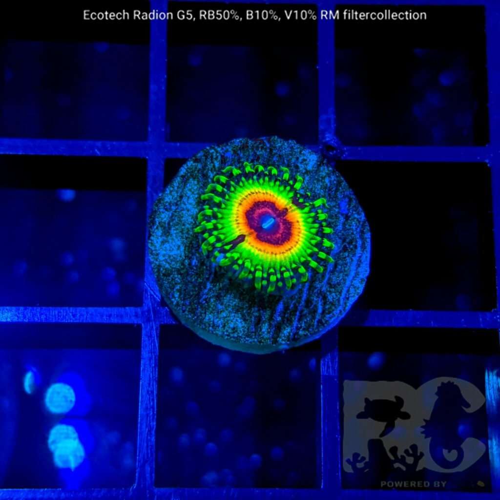 Little shop off horror zoa | Reef Corner