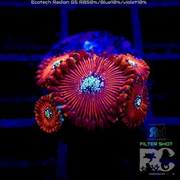 Magicians zoa