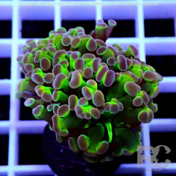 Euphyllia Paraancora Special colour