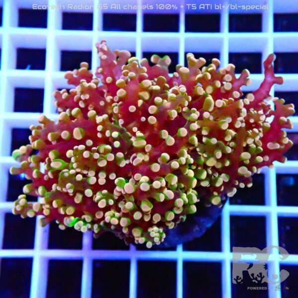 Euphyllia Yaeyamaensis GOLD