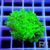 Euphyllia Yaeyamaensis toxic green