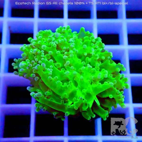 Euphyllia Yaeyamaensis toxic green