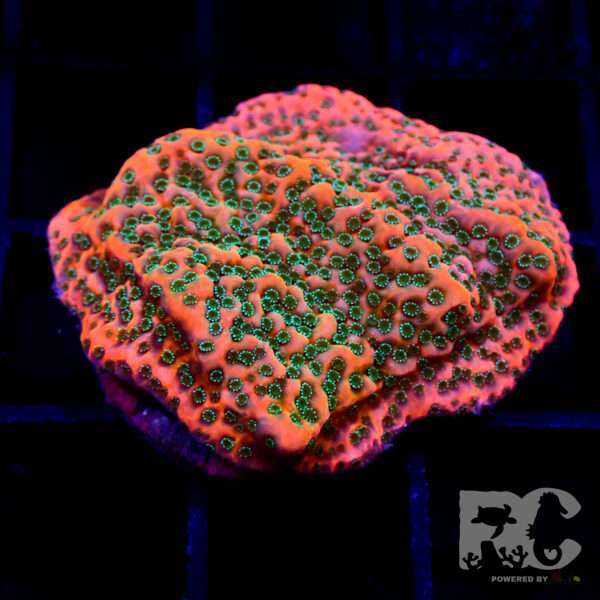 Montipora WWC Cherry tree