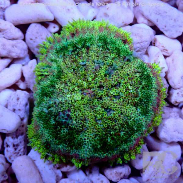 Mini maxi anemone