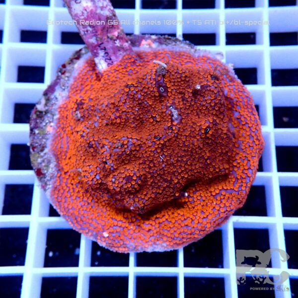 Aquacultered Montipora superman