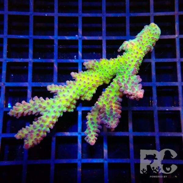 Acropora wild Frag