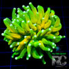 Euphyllia glabrescens Holy grail Tiger torch