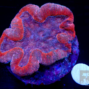 Symphyllia Multicolour Marine cultered