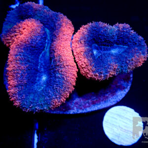 Lobophyllia Multicolour Marine cultered
