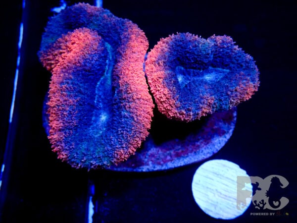Lobophyllia Multicolour Marine cultered