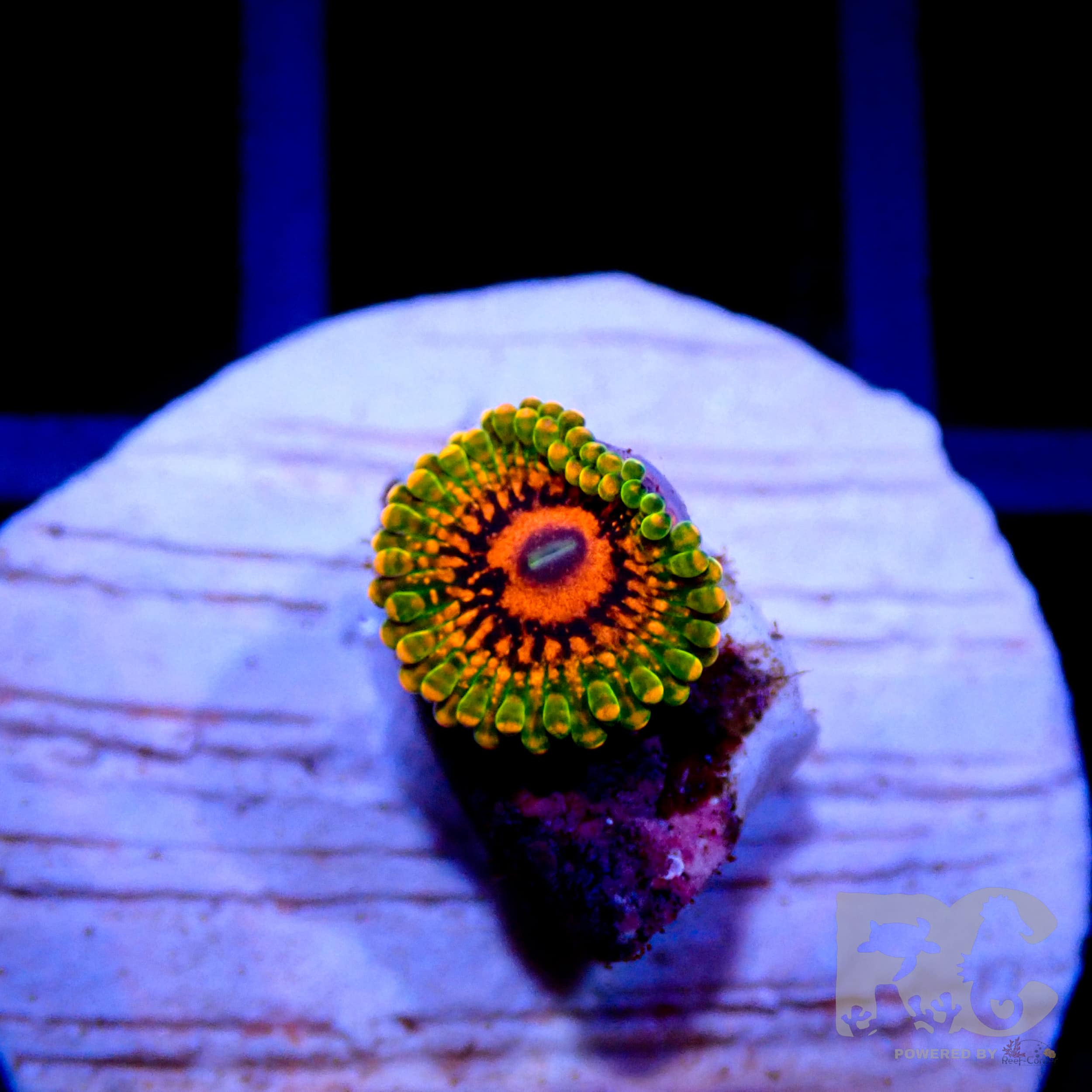 Grand Master Krakatoa Zoanthid Coral (GMK Zoa)