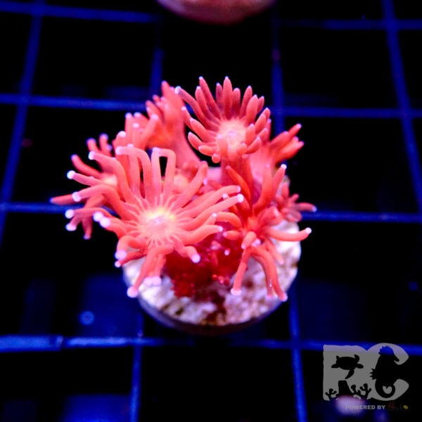 Red Pink goniopora blue tip s