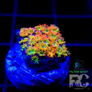 RC Rainbow mini goniopora
