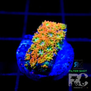 RC Rainbow mini goniopora