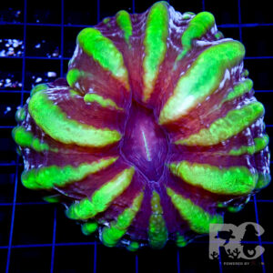 Cynarina Multicolour