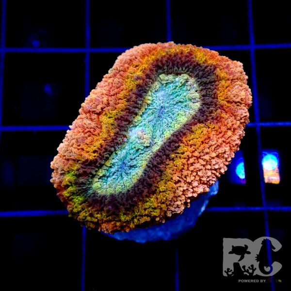 Micro Lobophyllia rainbow ( unique coral )