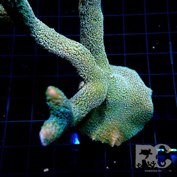 Montipora digitata mint green Large