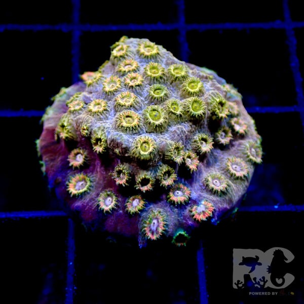 Cyphastrea multicolour