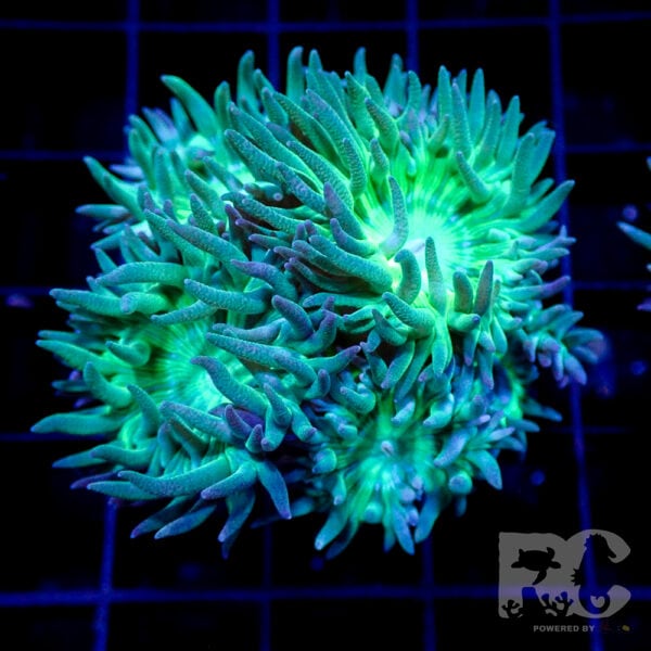 Duncan coral frag