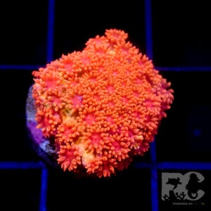 RC sundown mini goniopora (ultra colours)