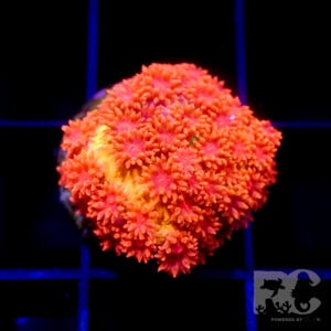 RC sundown mini goniopora (ultra colours)
