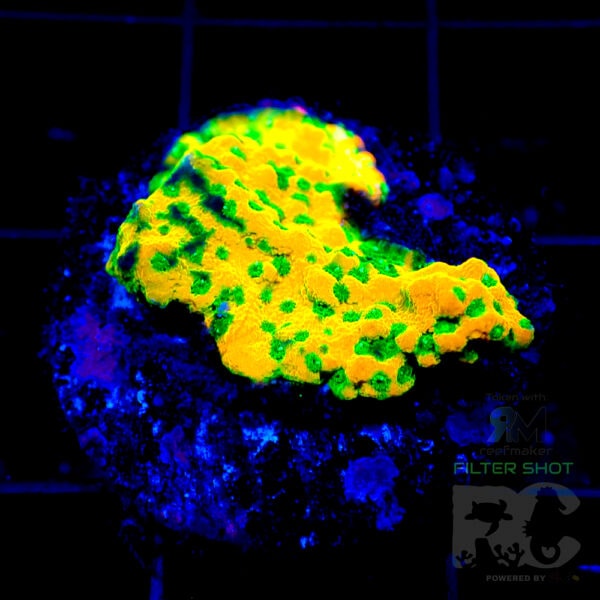 Gold rush montipora