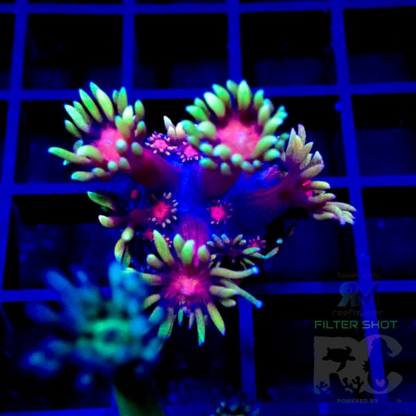 Rainbow goniopora