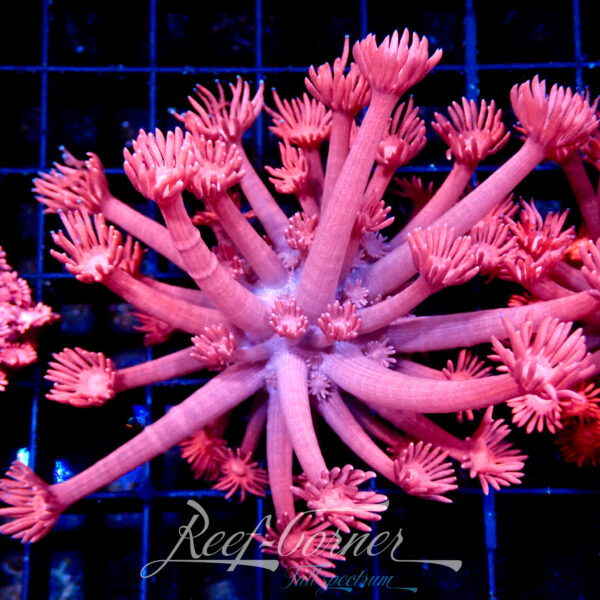 RC Pink panther Goniopora