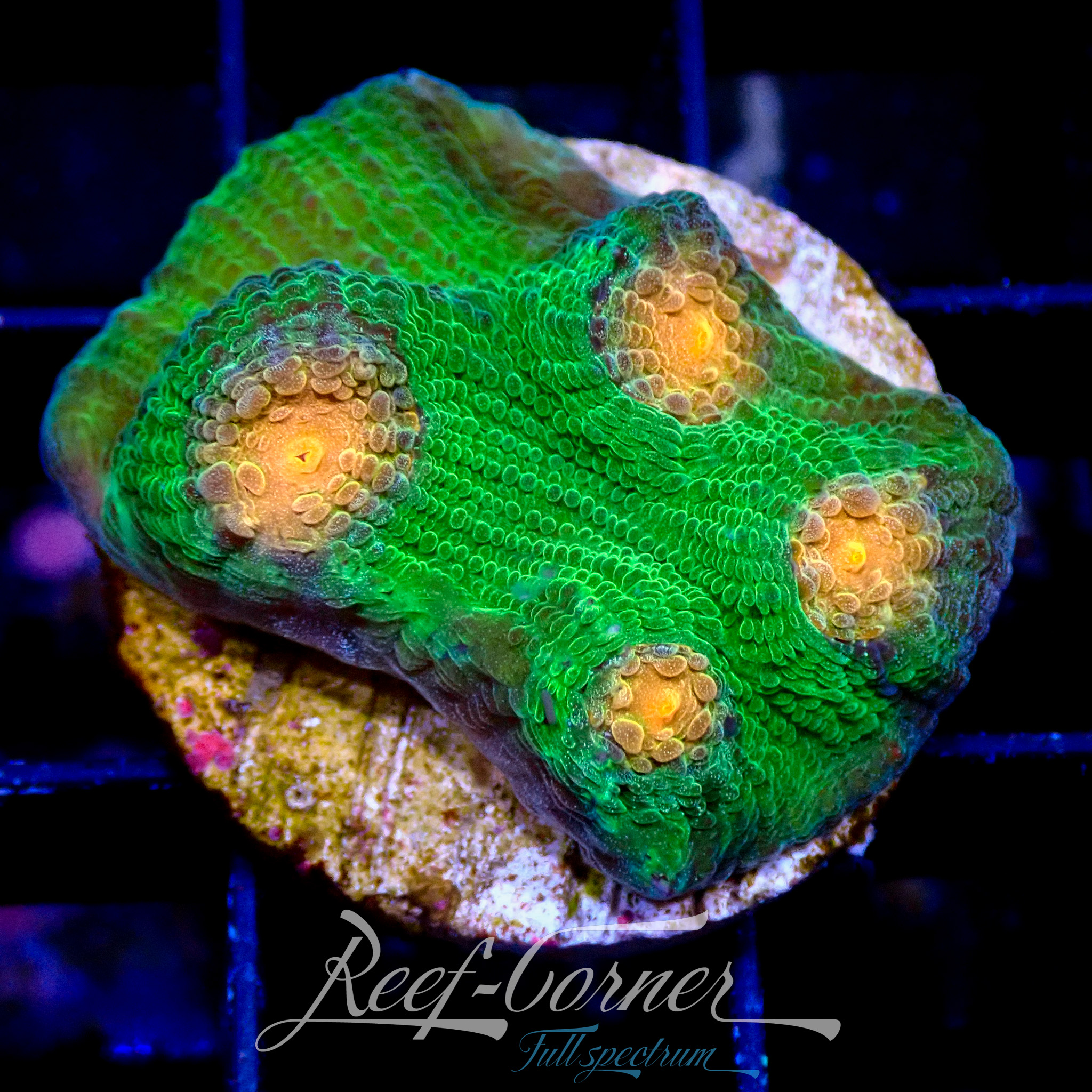 RC Mummy eye chalice | Reef Corner