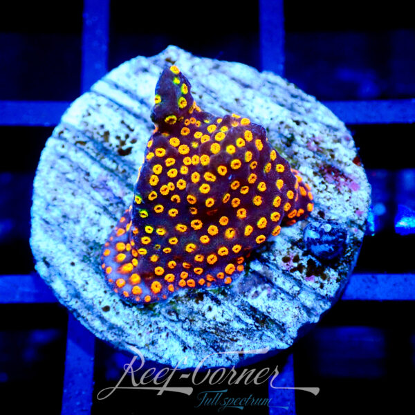 Orange rainbow montipora M