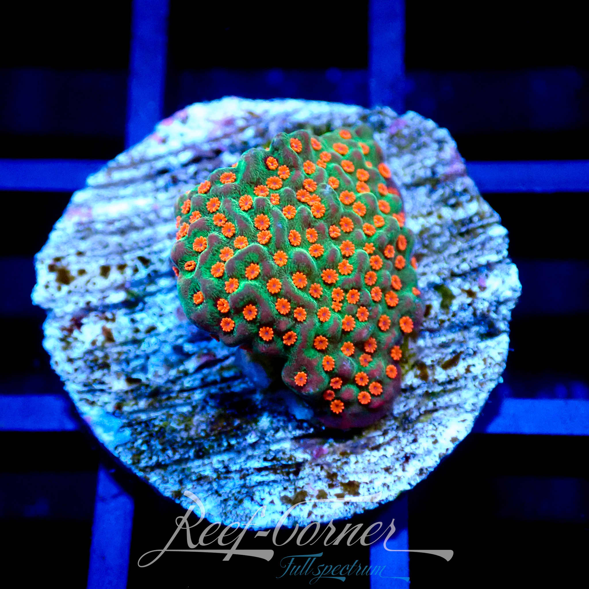 Chilli pepper Montipora | Reef Corner