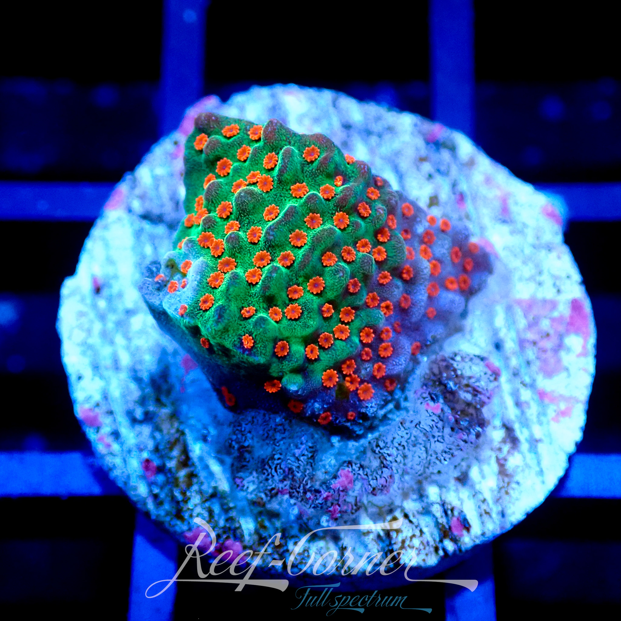 Chilli pepper Montipora | Reef Corner