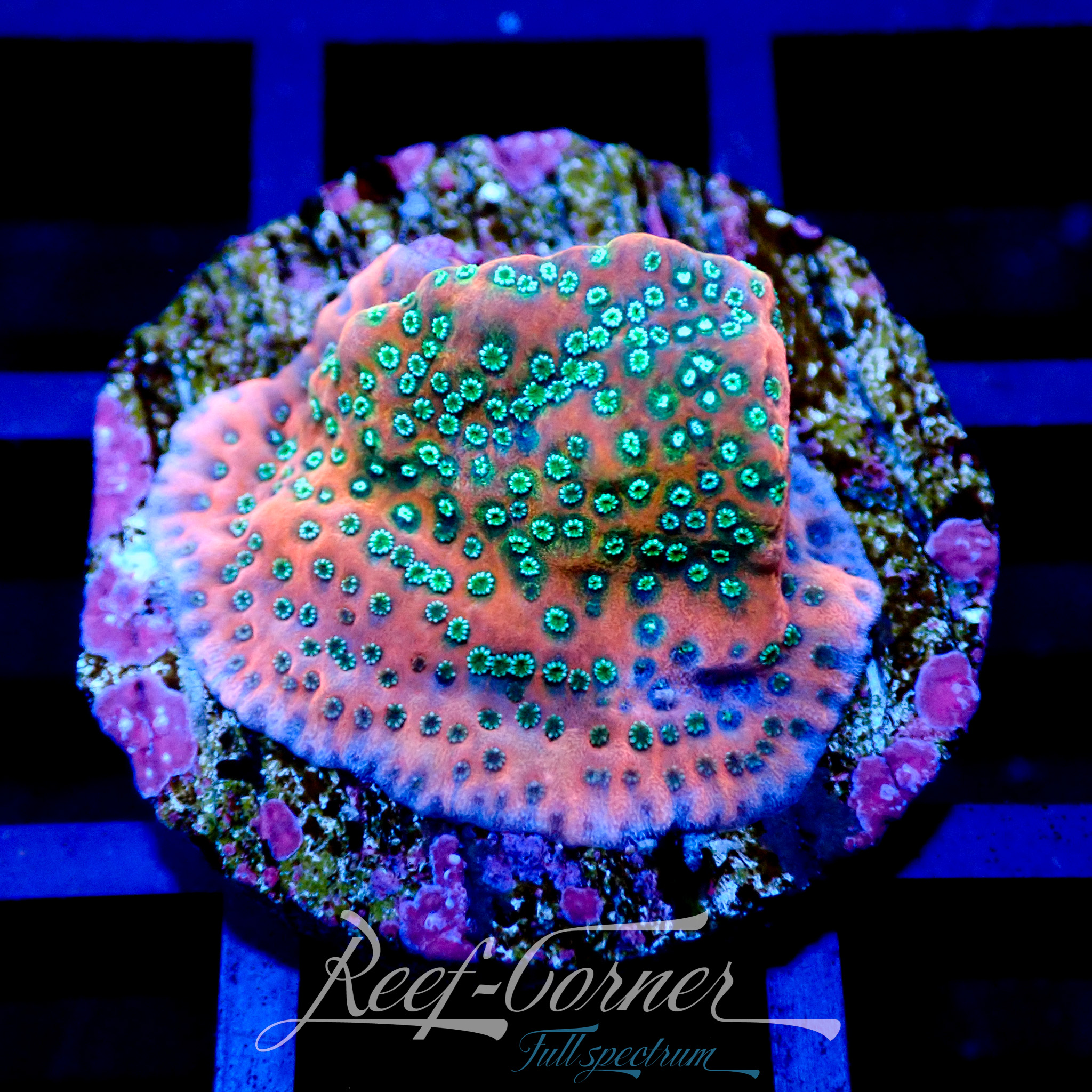 tropic thunder montipora M | Reef Corner