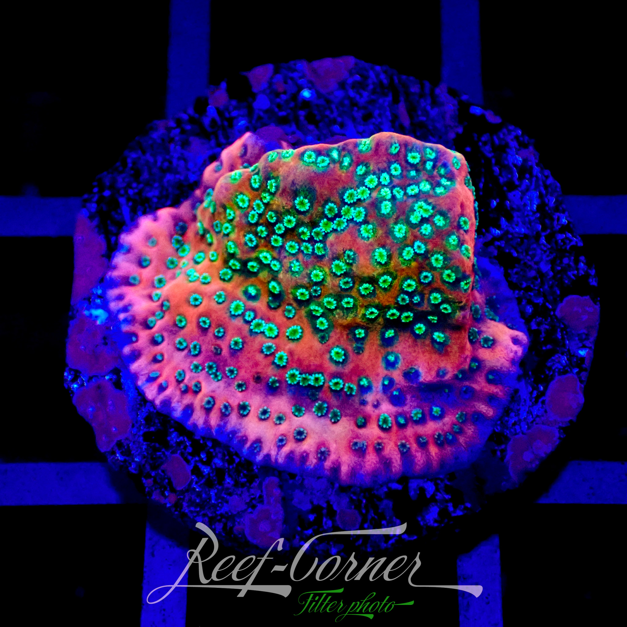 tropic thunder montipora M | Reef Corner