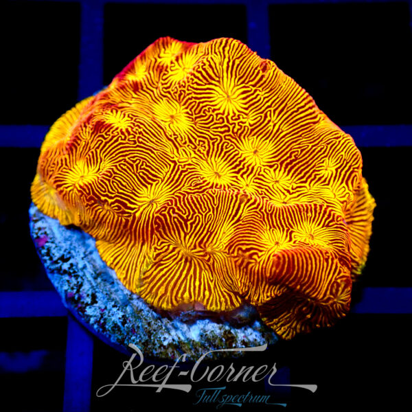 Ultra orange leptoseris ***TOXIC ORANGE***