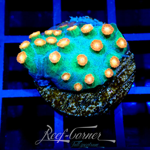 Cyphastrea Jingle bell's Reef Corner