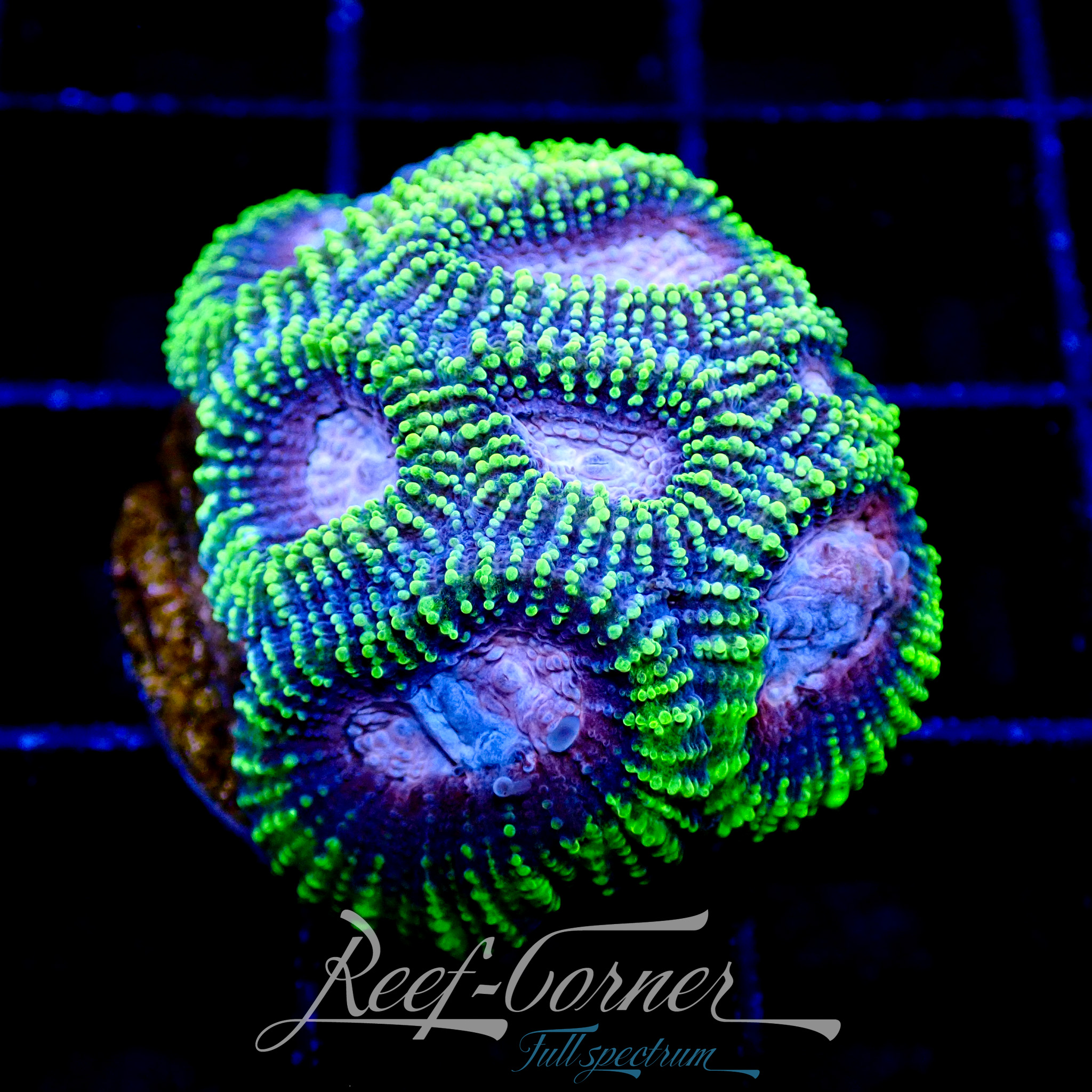 WWC Space monkey Favia | Reef Corner