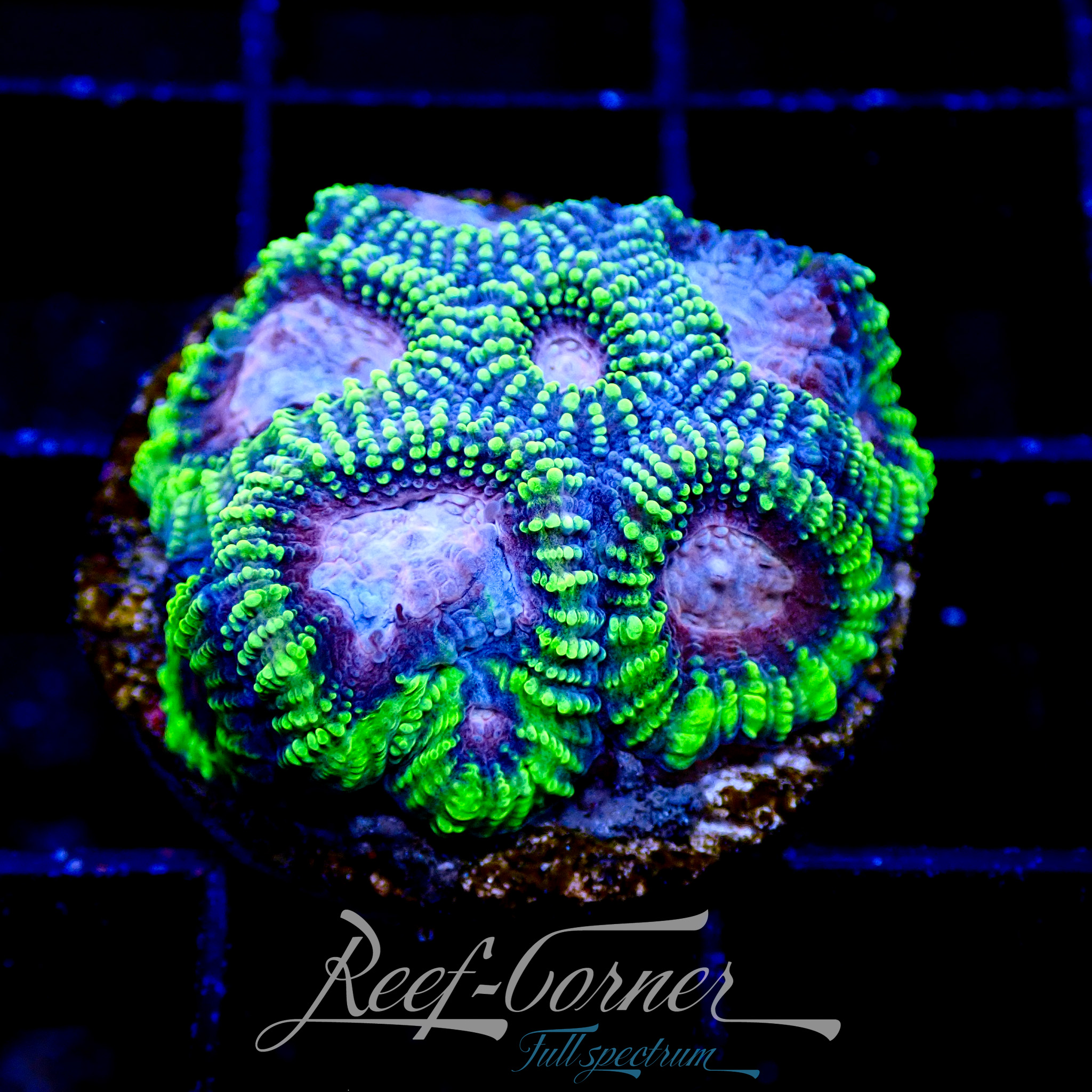 WWC Space monkey Favia | Reef Corner