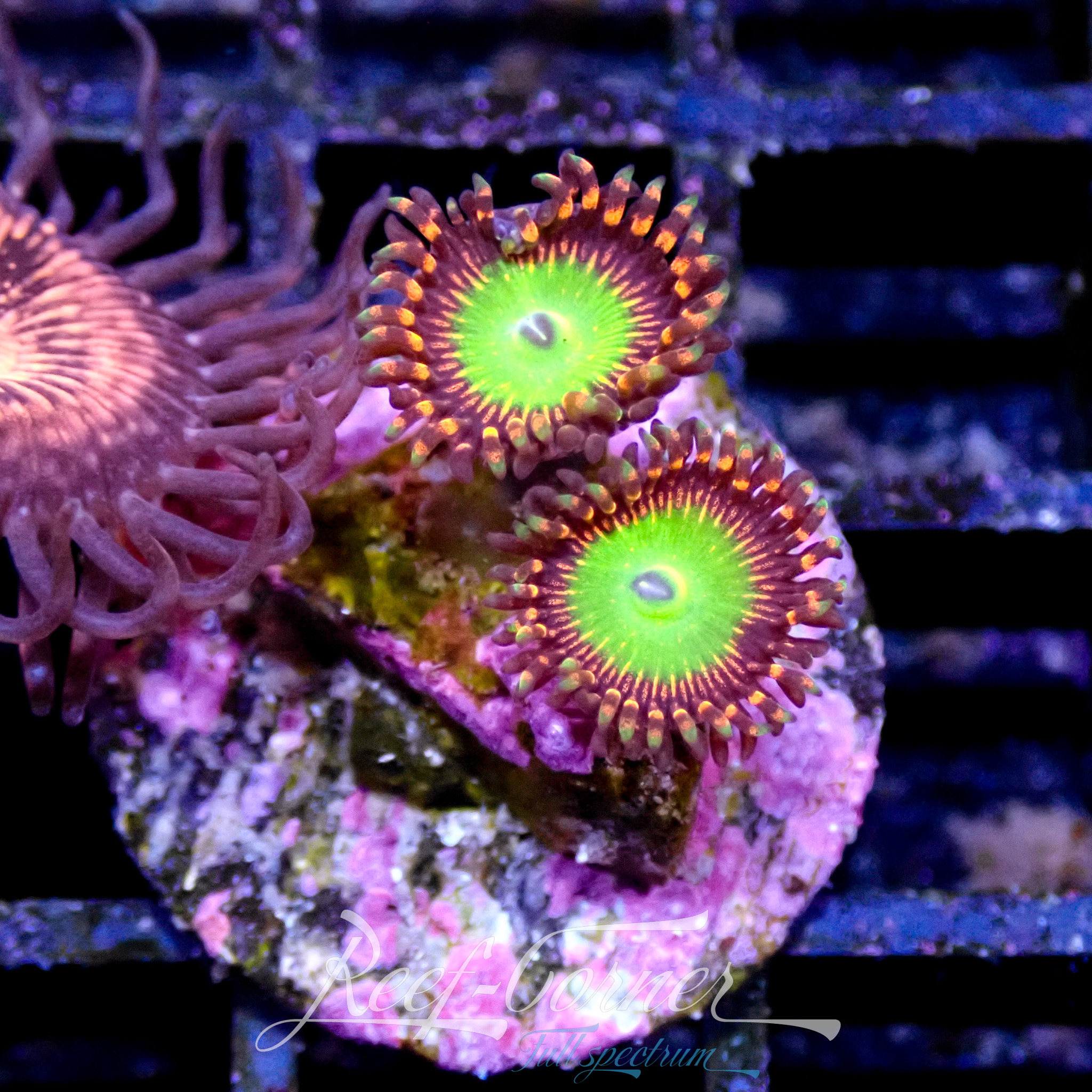 Candy apple red zoanthus Reef Corner