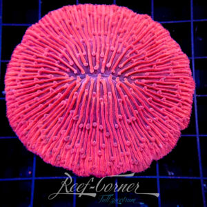 Fungia red ultra *** Special***