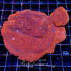 Montipora Superman ***Maricultured***