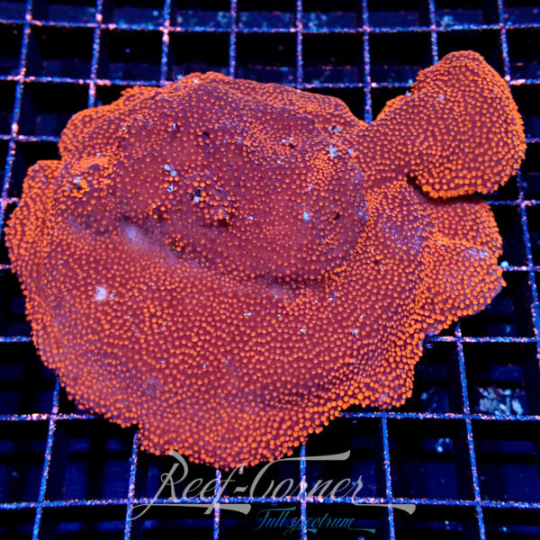 Montipora Superman ***Maricultured***