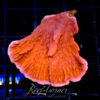 Montipora Red