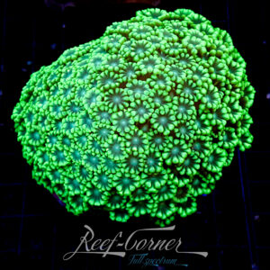 Alveopora Multicolour XL ***Maricultured***