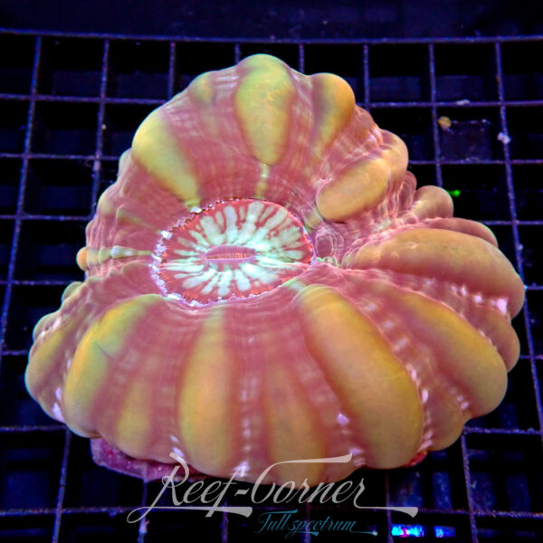 Cynarina Multicolour Large