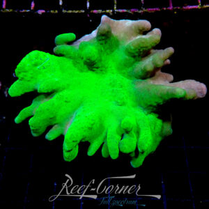Lobophytum Toxic Green ***Devil's Hand***