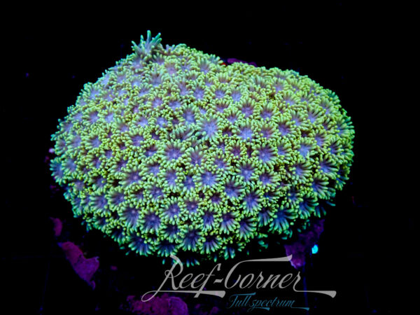 Goniopora Multicolour L ***Maricultured***