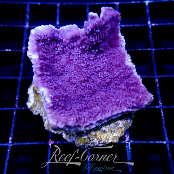 Montipora purple