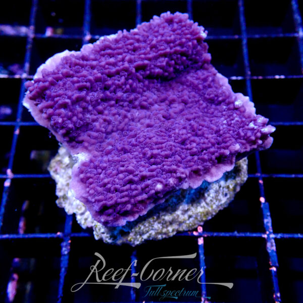 Montipora purple